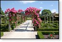kasteel rozentuin van coloma belgie kats rozen roos hdr japan bloesem japanse tuin siertuin